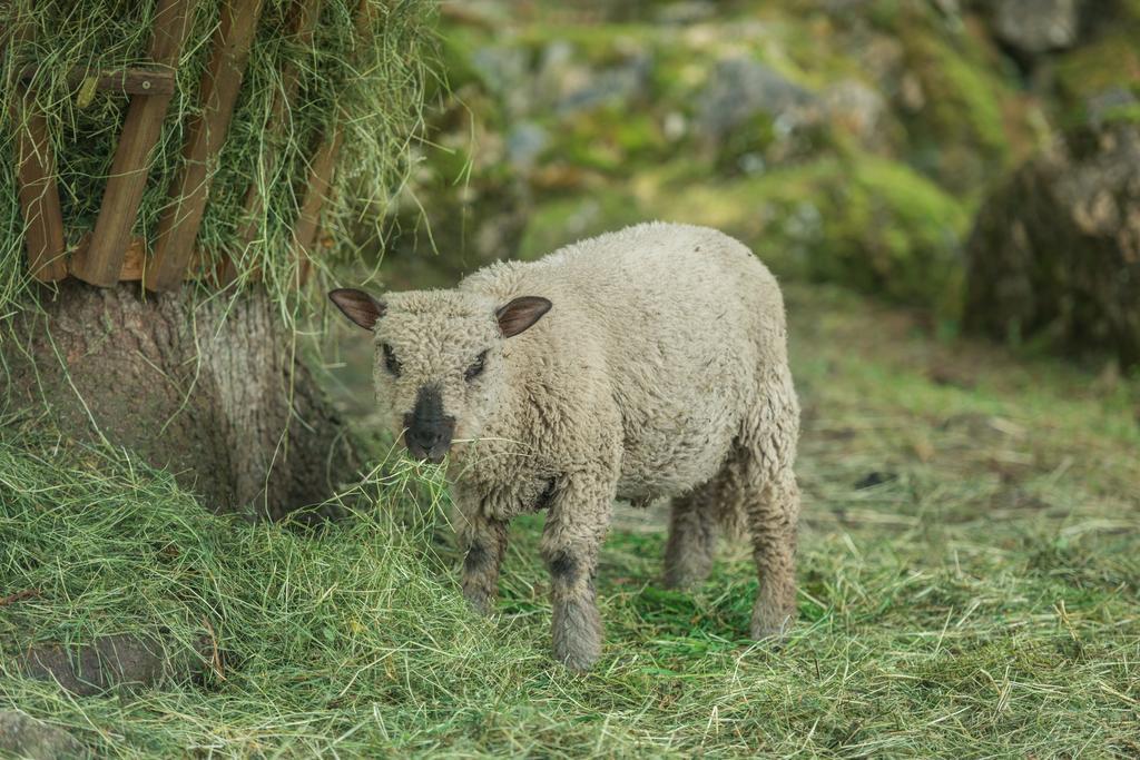 Stockhambauer Lägenhet Kleinarl Exteriör bild